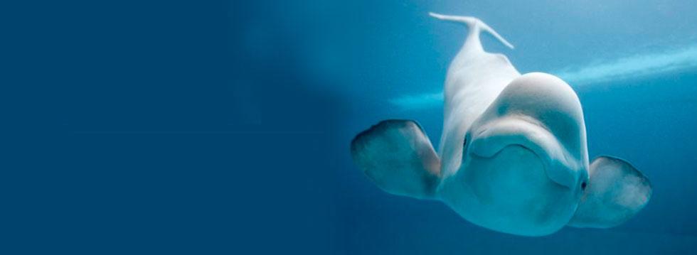 Shedd Aquarium Skip the Lines